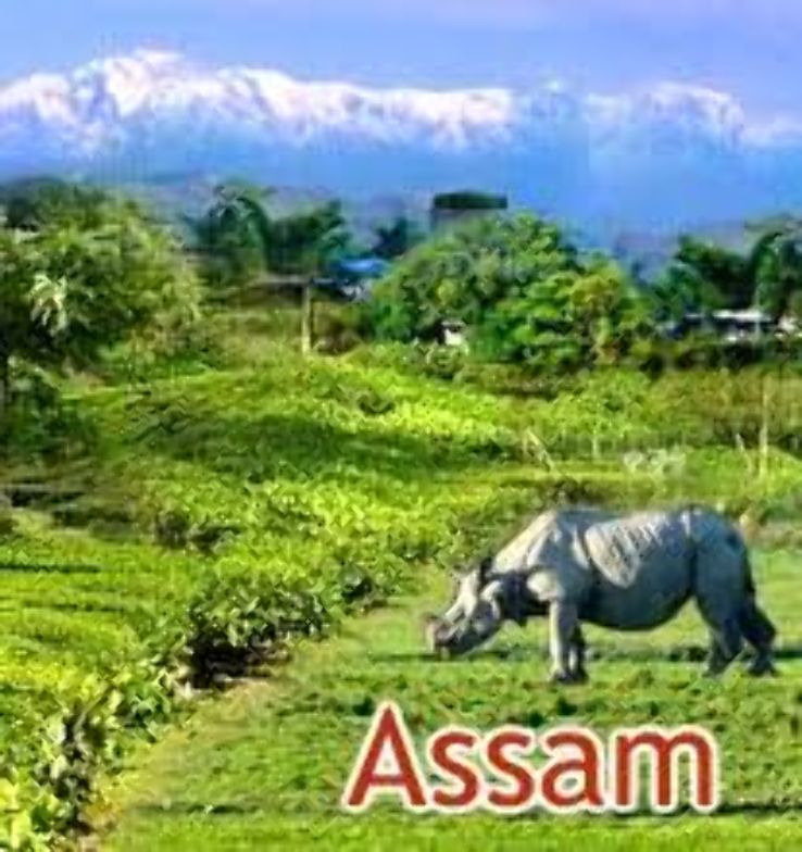Assam Trip Packages